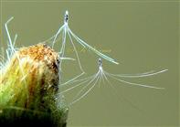 Cypselae